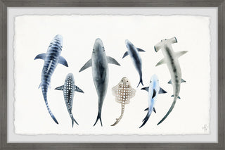 "Shark Types II" Framed Painting Print, 18"x12"