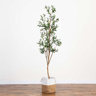 Full plant on a white background; complete vertical view.