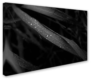 Kouzou Nakano 'Dew Drop' Canvas Art, 32 x 22