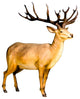 6' Life Like Red Stag