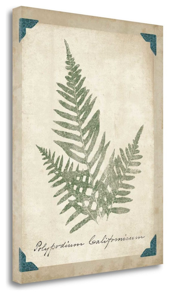 "Vintage Ferns XI" By Wild Apple Portfolio, Giclee Print on Gallery Wrap Canvas
