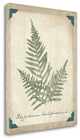 "Vintage Ferns XI" By Wild Apple Portfolio, Giclee Print on Gallery Wrap Canvas