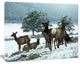 Gang of Deer in Rocky Mountains, Extra Large Landscape Canvas Art, 20"x12"