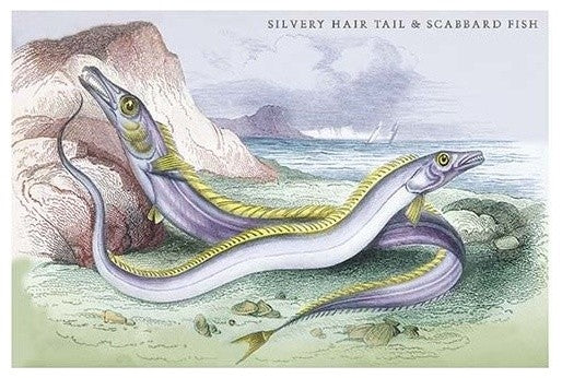 Silvery Hairtail and Scabbard Fish - Gallery Wrapped Canvas Art 28" x 42"