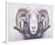 Marmont Hill, "Majestic Curled Horns" Framed Painting Print, 18x12