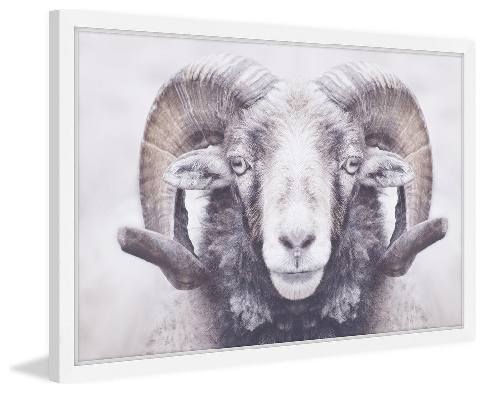 Marmont Hill, "Majestic Curled Horns" Framed Painting Print, 18x12