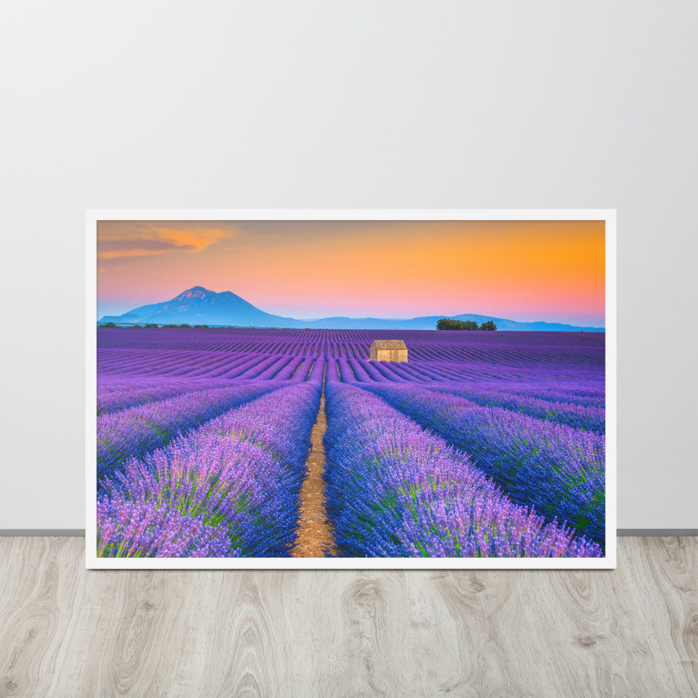 Blooming Lavender Field and Sunset Floral Landscape Framed Photo Wall Art Prints, White, 24" X 36"