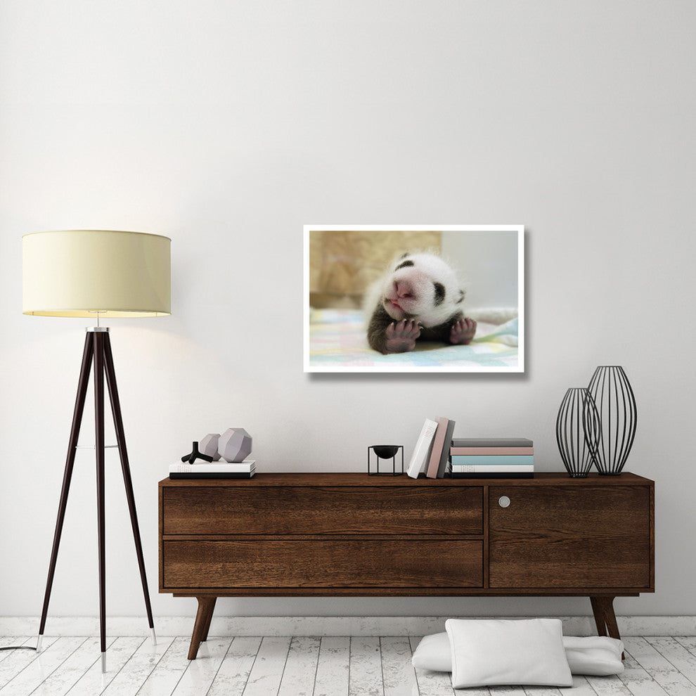 "Giant Panda baby stretching, Wolong Nature Reserve, China" Paper Art, 38"x26"