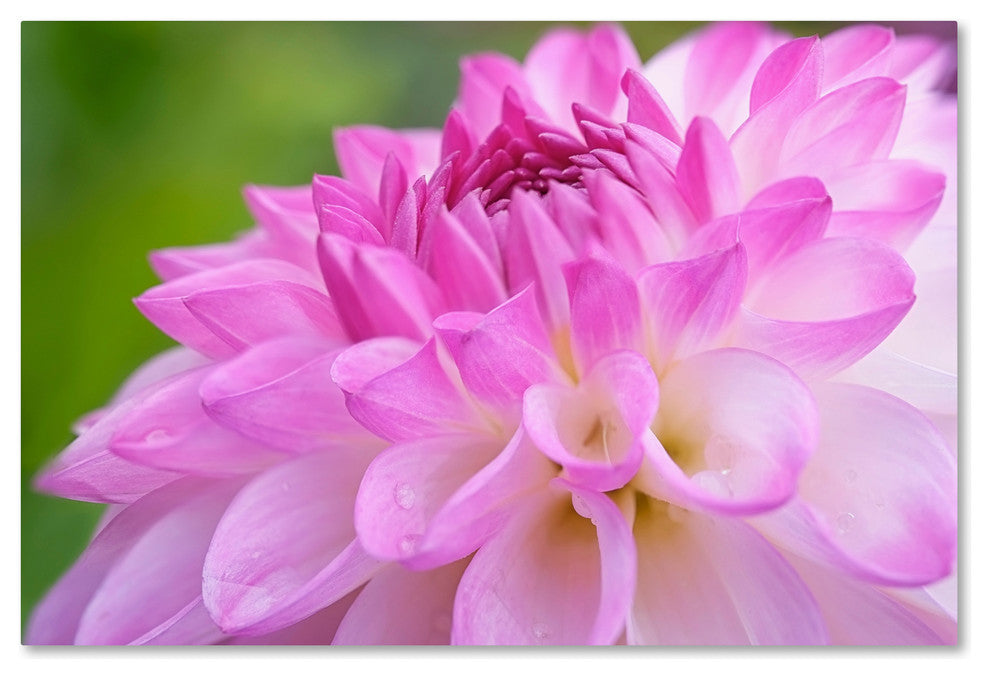 Cora Niele 'Cerise Pink Dahlia' Canvas Art