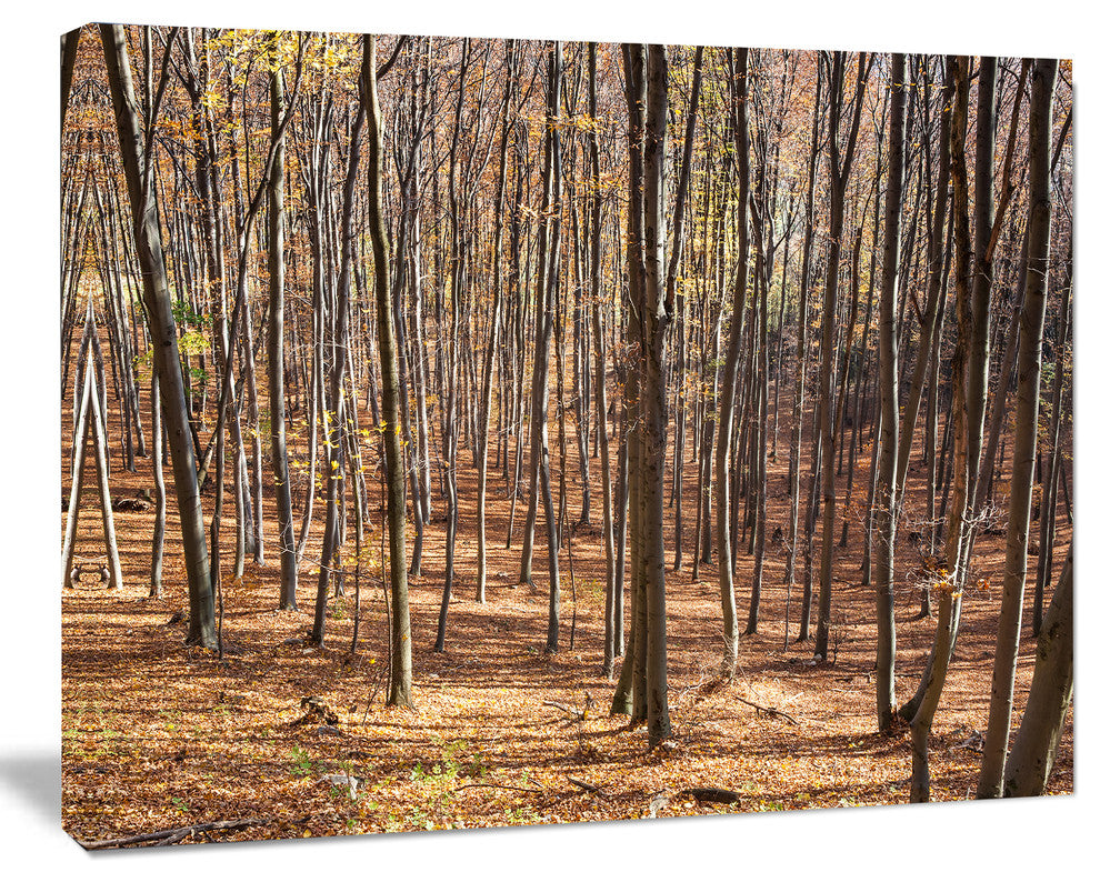 Thick Carpathian Deciduous Forest, Forest Canvas Art Print, 20"x12"