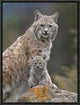 "Bobcat mother and kitten, North America"  by Tim Fitzharris, 13x17"