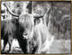40x30 Highland VI, Framed Artwork, Gold