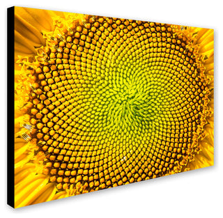 Kurt Shaffer 'Cosmic Patterns in Nature' Canvas Art, 19"x14"