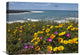 "California Poppy And Iceplant, Montano De Oro State Park, California" Artwork