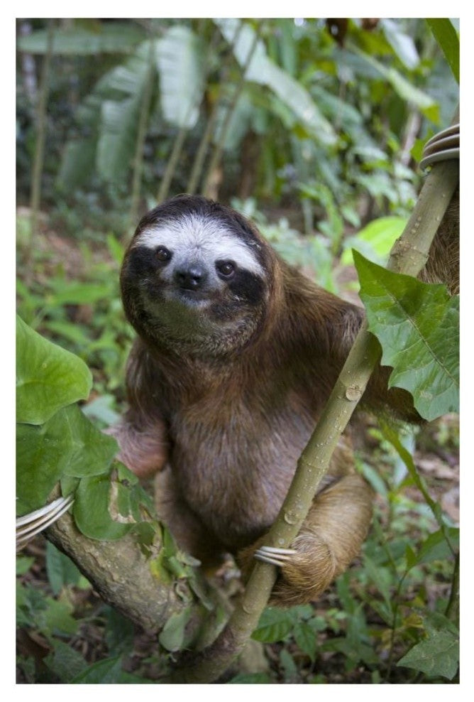 "Brown-throated 3-toed Sloth male, Aviarios Sloth Sanctuary" Paper Art, 22"x32"