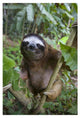 "Brown-throated 3-toed Sloth male, Aviarios Sloth Sanctuary" Paper Art, 22"x32"