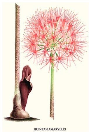 Guinean Amaryllis - Fine Art Giclee Print 24" x 36"