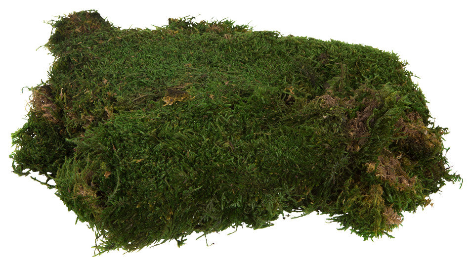 Mass of preserved moss on a pure white background; clear standalone product representation.