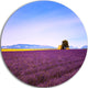 Lavender Flowers With Old House, Landscape Disc Metal Wall Art, 11"
