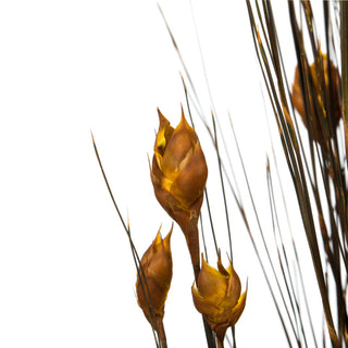 Vickerman 15-20" Natural Bell Grass with Seed Pods, Preserved, Aspen Gold, 36-40"