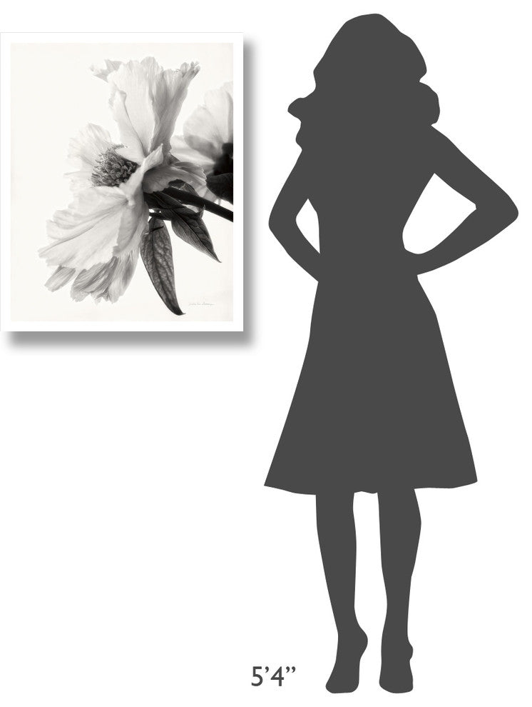 "Translucent Peony IV - BW" Digital Paper Print by Debra Van Swearingen, 24"x30"