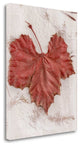 "Floral - 31" By Alan Blaustein, Giclee Print on Gallery Wrap Canvas