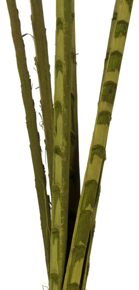 Vickerman 38-48" Basil Coco Palm Designer Cut, 6 stems, Dried