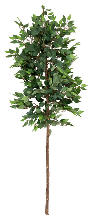 Full product on white background; front-facing view; no pot.