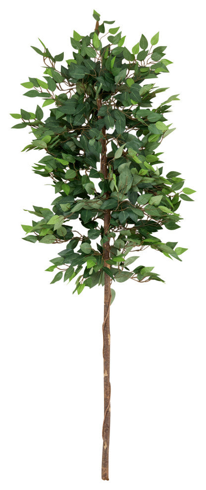 Full product on white background; front-facing view; no pot.