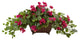 Bougainvillea In Metal Planter, Beauty