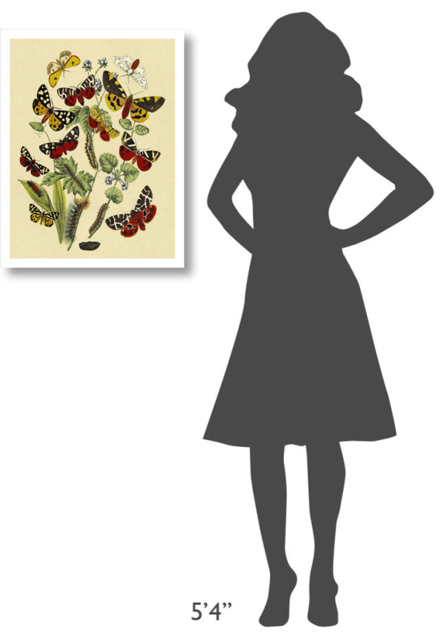 "Moths: N. Plantaginis, A. Purpurea, et al." Paper Print by W. F. Kirby, 20"x26"