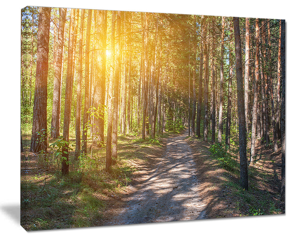 "Thick Forest With Yellow Sun Rays" Photograph Print, 20"x12"