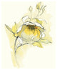 "Carols Roses V" Digital Paper Print by Shirley Novak, 26"x34"