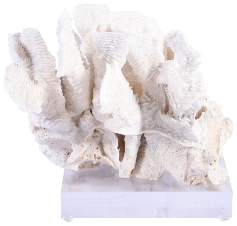 Rugosa Coral 10-12" On Acrylic Base