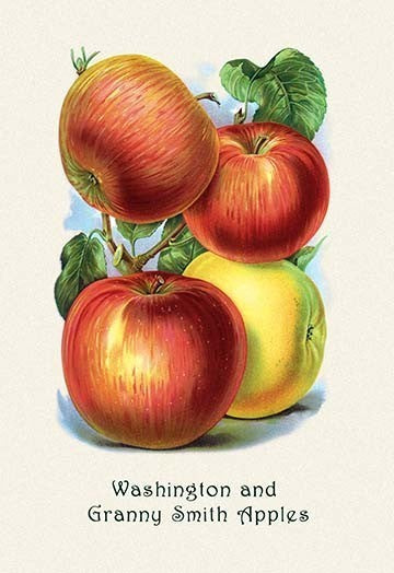 Washington and Granny Smith Apples - Framed Paper Poster 20" x 30"
