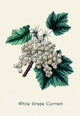 White Grape Currant- Fine Art Giclee Print 24" x 36"