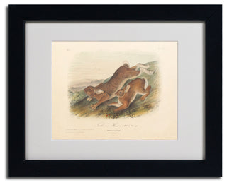'Northern Hare' Matted Framed Canvas Art by John James Audubon
