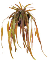 Rhipsalis Drop-In 23"