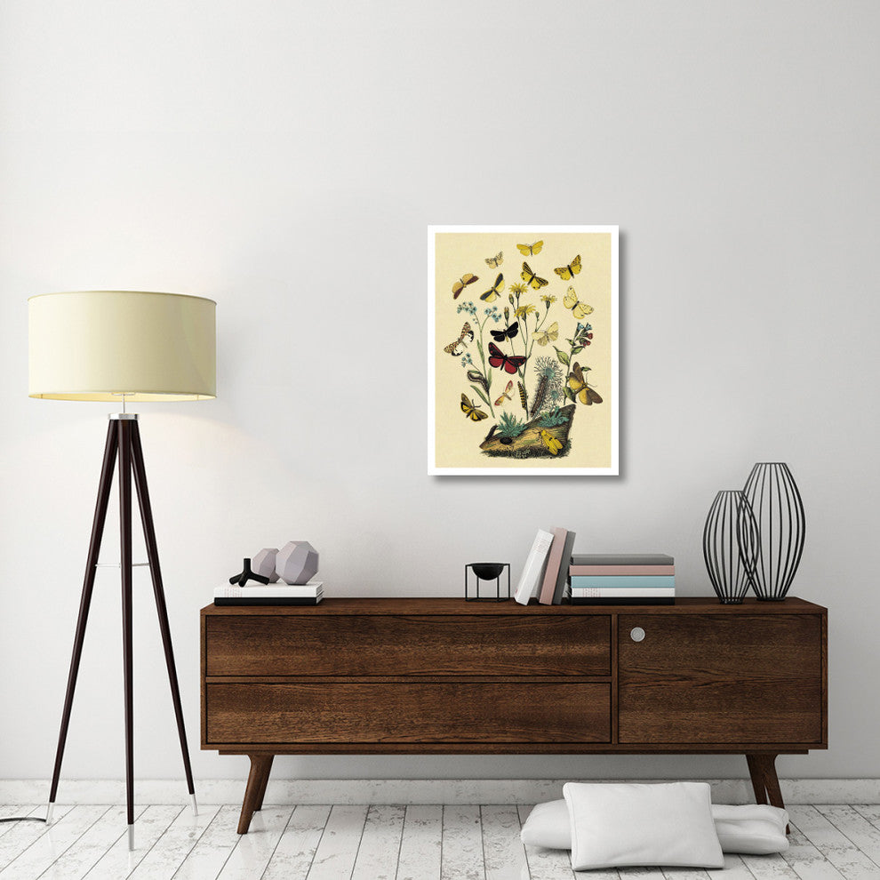 "Moths: C. Miniata, S. Aurita, et al." Paper Print by W. F. Kirby, 26"x34"