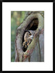 Eurasian Eagle-Owl Looking Out From A Tree Cavity, Netherlands, 18"x24"