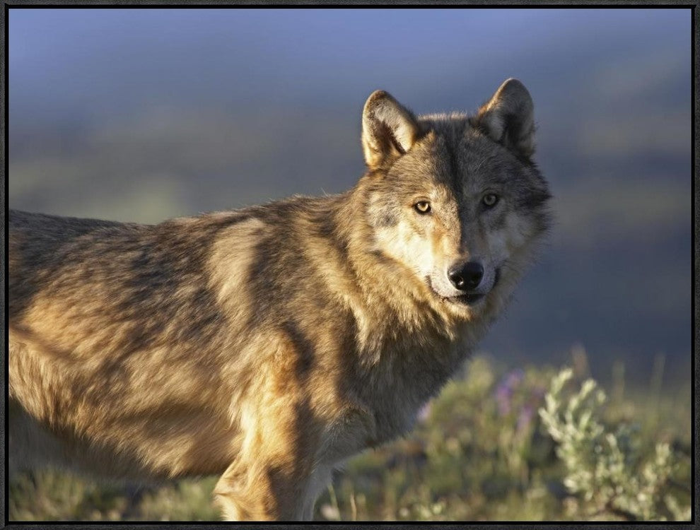 "Gray Wolf, North America" Framed Canvas Giclee by Tim Fitzharris, 33x25"