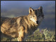 "Gray Wolf, North America" Framed Canvas Giclee by Tim Fitzharris, 33x25"
