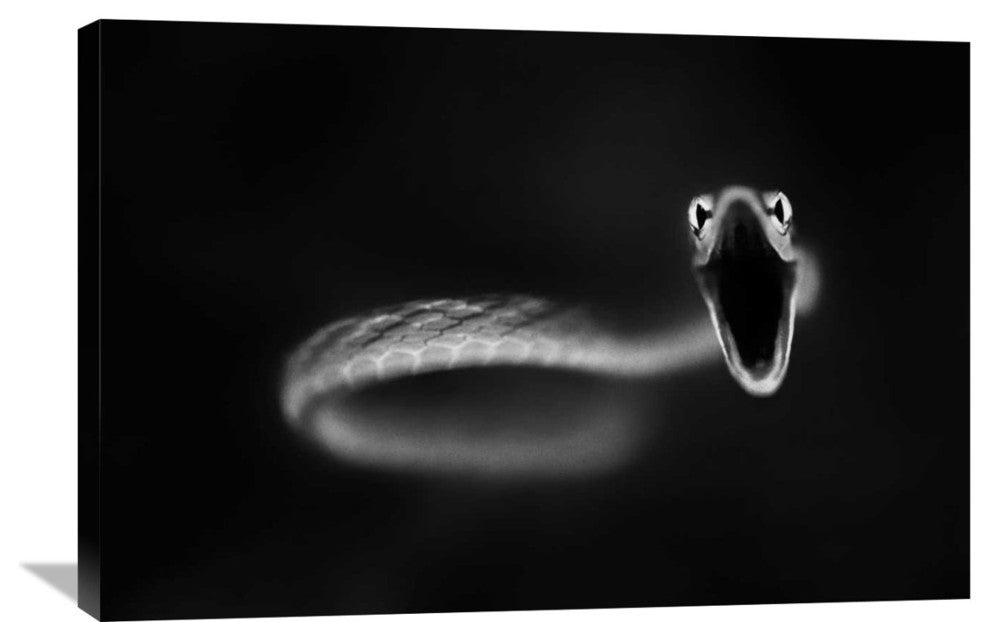 "Vine Snake Strike" Stretched Canvas Giclee by Thomas Haney, 36x24"