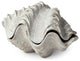 Large 3D Whitewash Seashell Sculptural Box