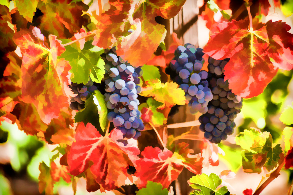 Autumn Grapes, Canvas Giclee, 18"x12"