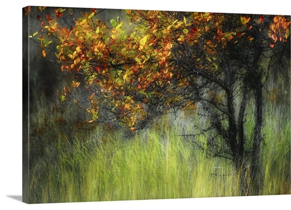 "Bittersweet " Wrapped Canvas Art Print, 48"x32"x1.5"