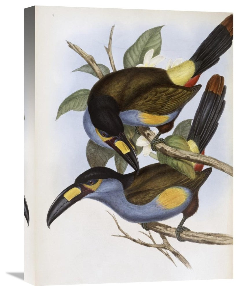 "Laminated Hill Toucan" Artwork