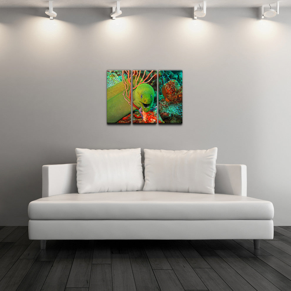 Ready2hangart Christopher Doherty Photography 'Eel' 3-PC Canvas Art Set