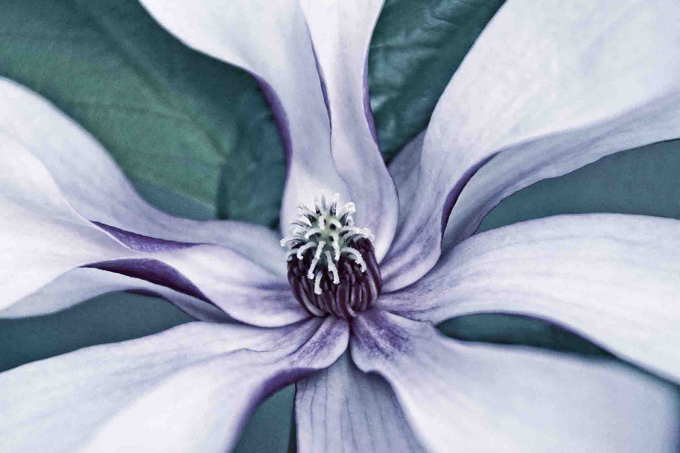 "Intimate Bloom 2" Painting Print on Canvas by Robertson