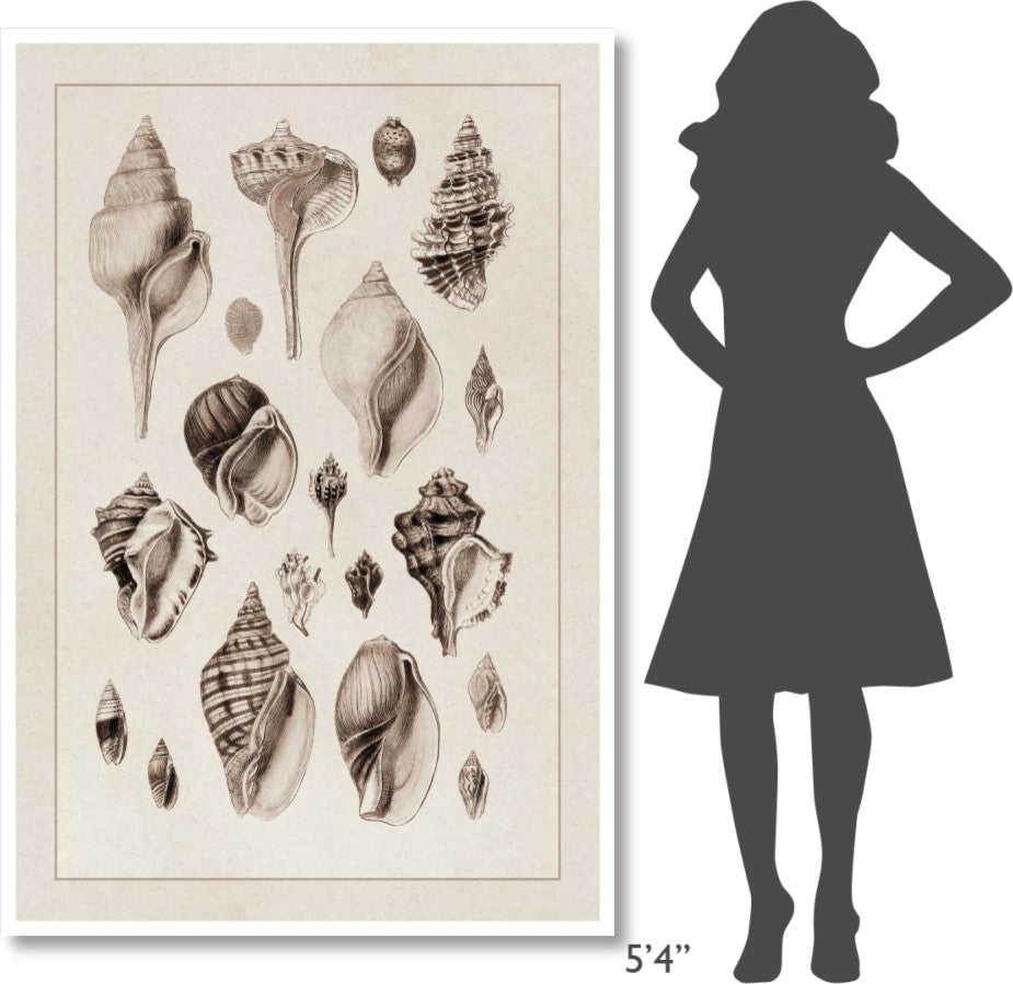 "Shells: Sessile Cirripedes #3 (Sepia)" Paper Print by G.B. Sowerby, 42"x62"